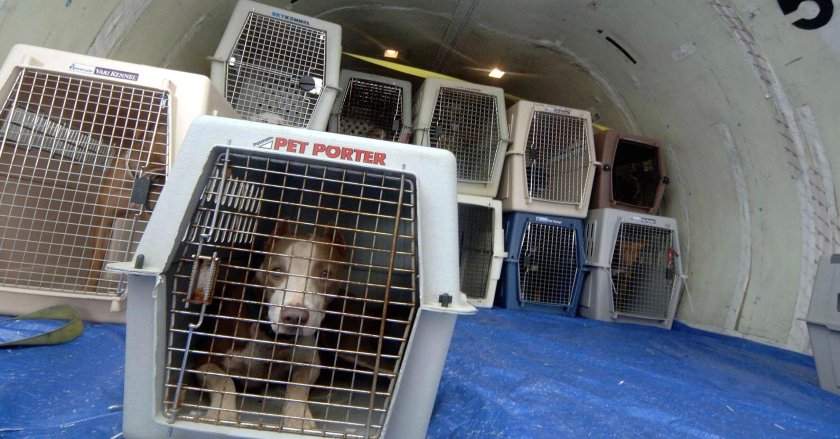 Багажный отсек для животных