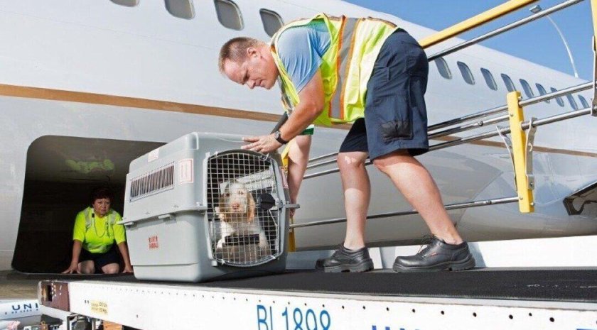 Транспортировка животных в самолете