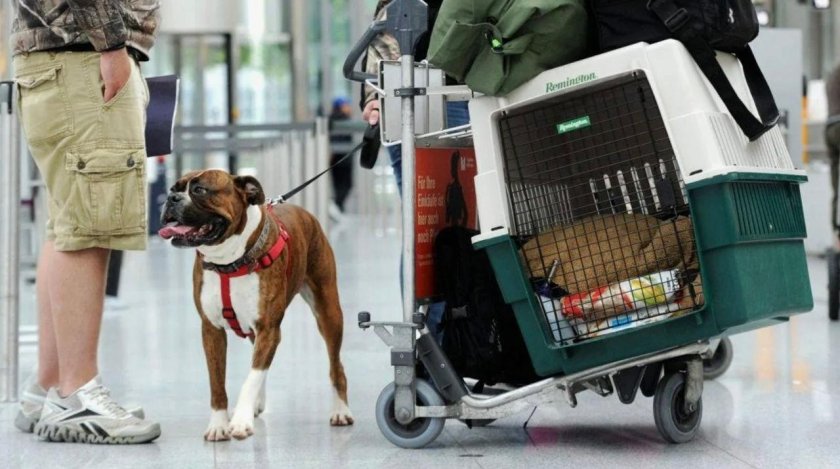 Перевозка животных