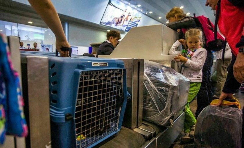 Отсек для животных в самолете