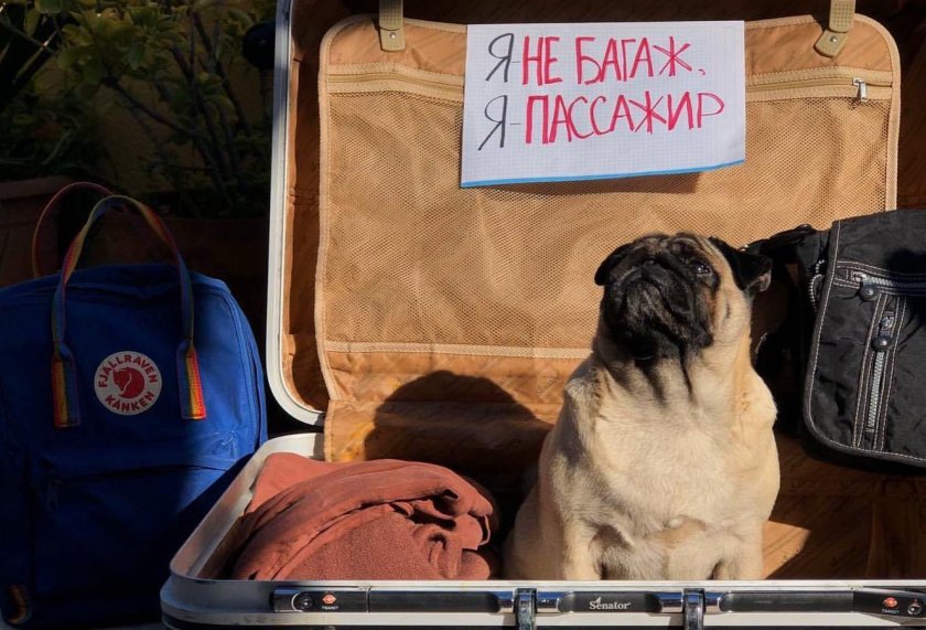 Багажный отсек для животных