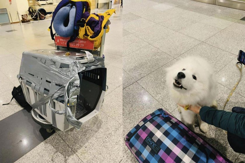 Переноска для животных в аэропорту