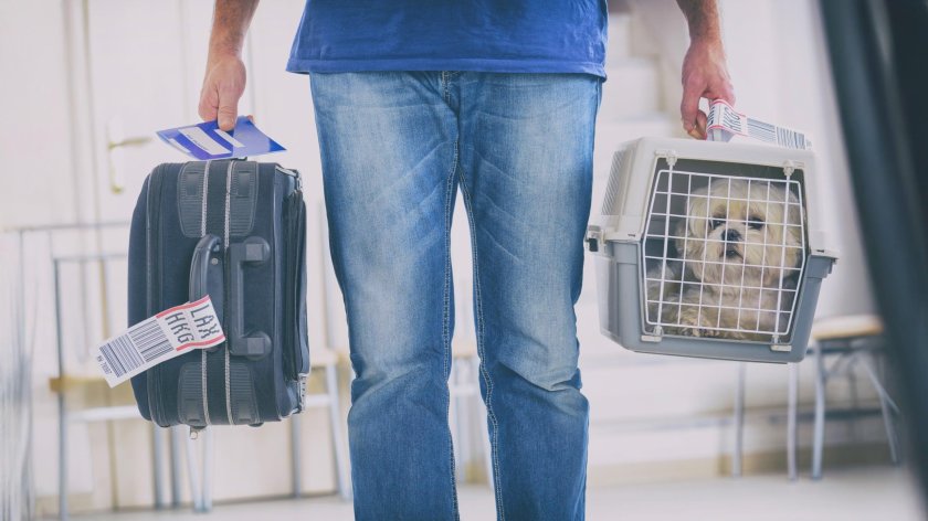 Переноска для животных в аэропорту