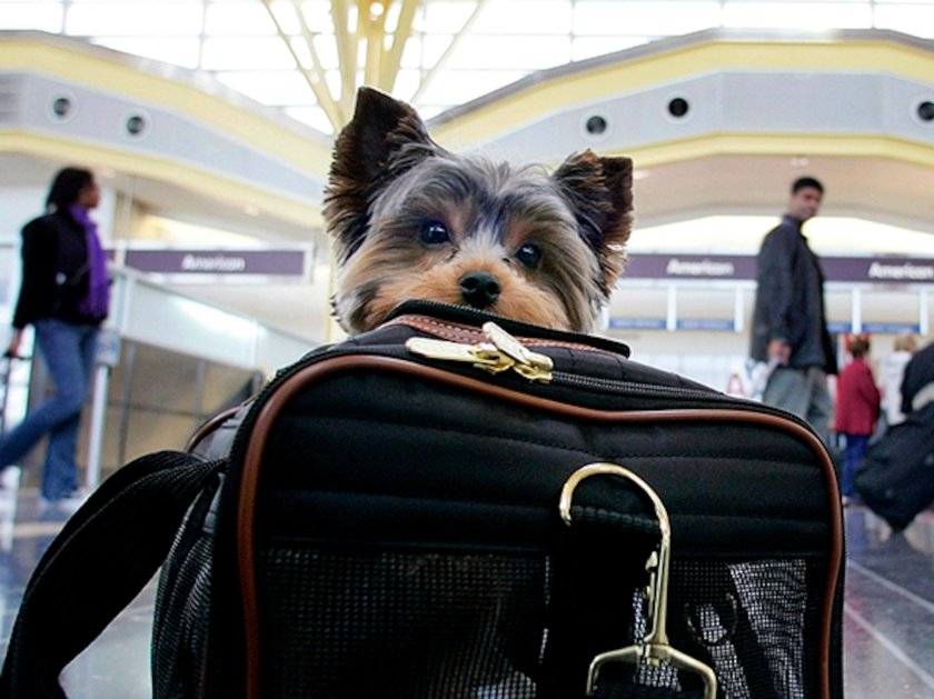 Животные в аэропорту