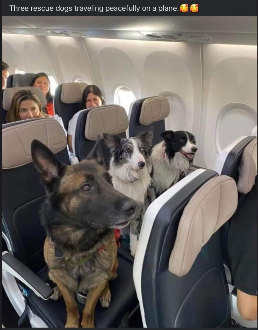 Собака в самолете