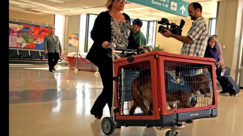 Переноска для животных в аэропорту