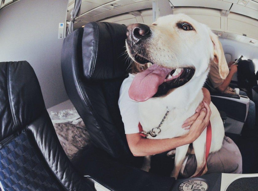 Собака в салоне самолета