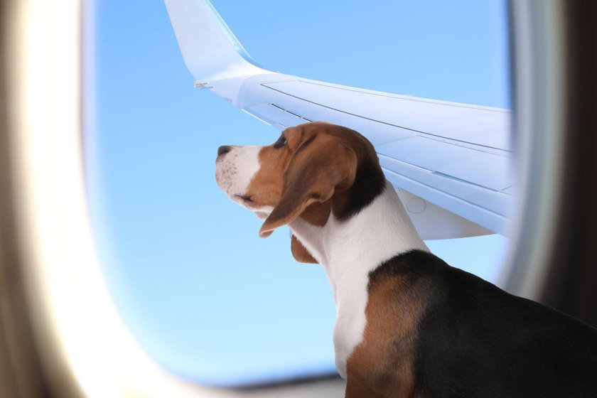 Dog in Airplane