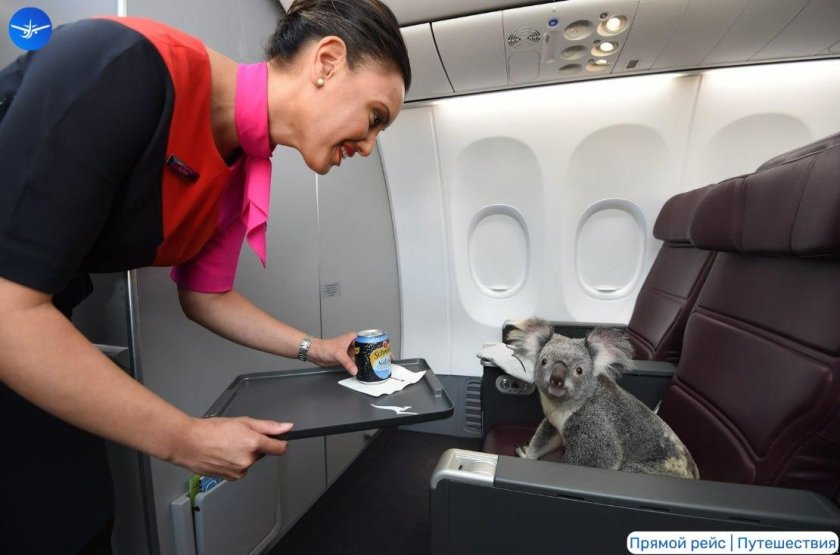 Животные на борту самолета