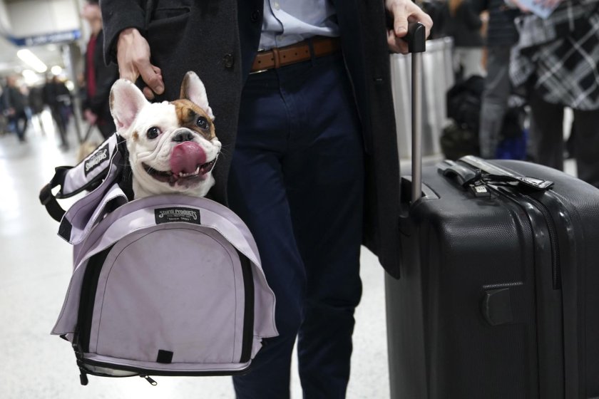 Животные в аэропорту