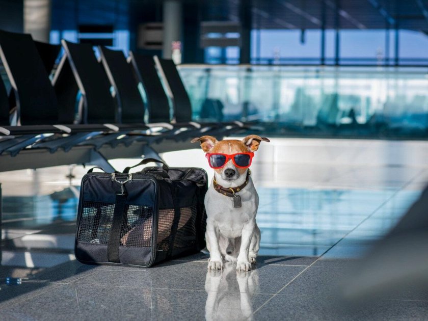 Собака в аэропорту