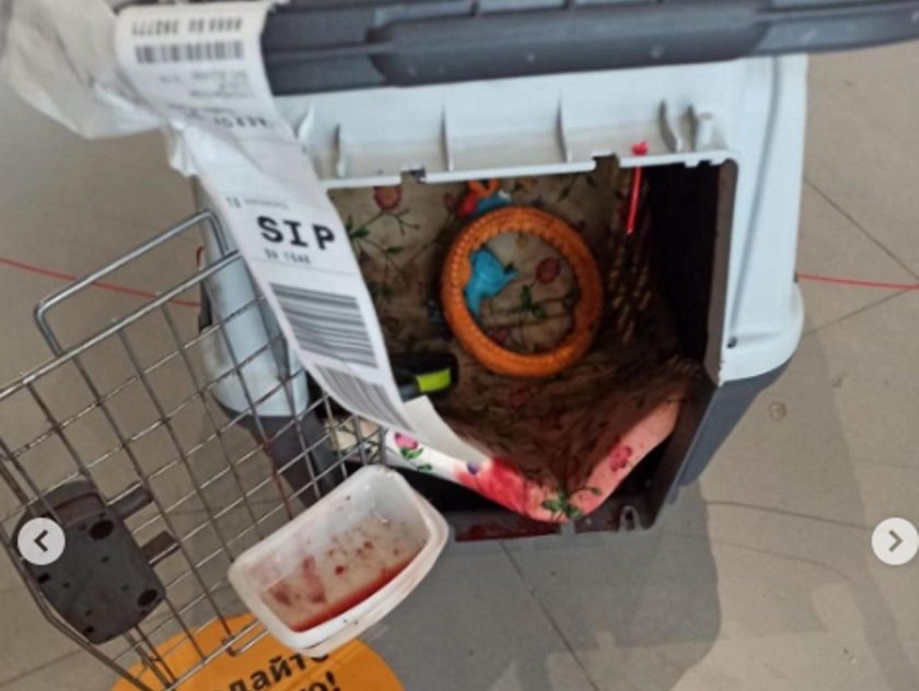 Погибшие животные Аэрофлот