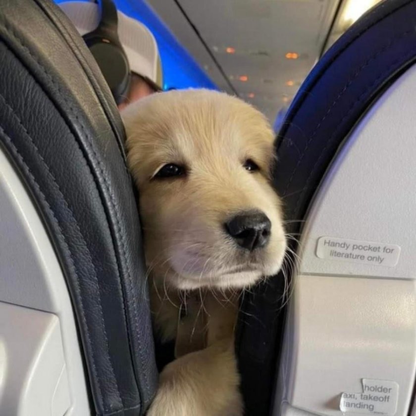 Животные в самолете