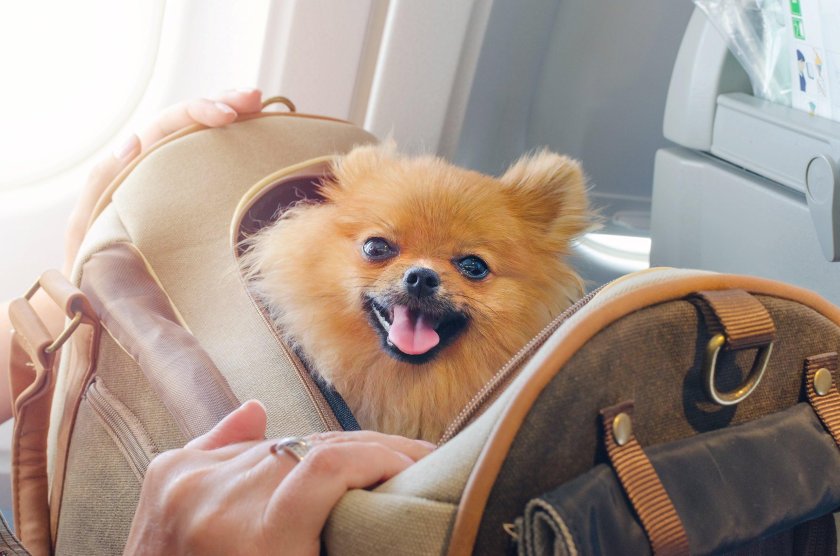 Travel with Pet