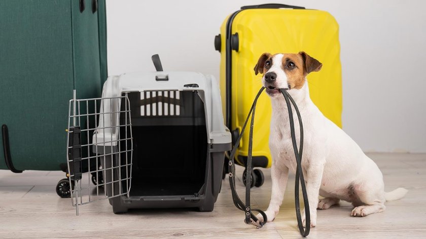 Перевозка животных