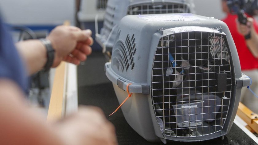 Авиаперевозка животных