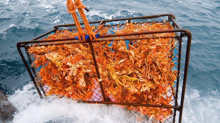 Промысел краба в Охотском море